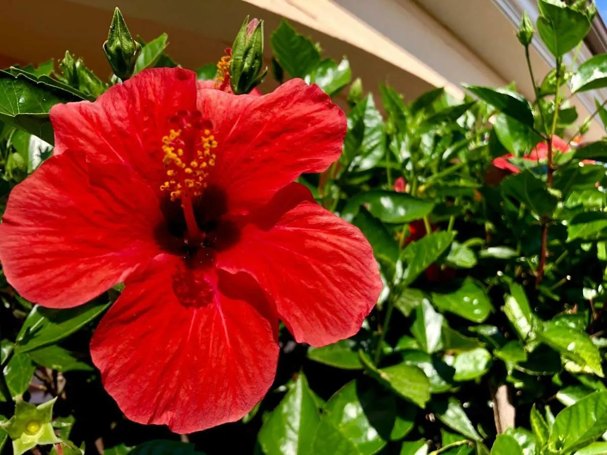 Appartamento Casa Dolce Hibiscus Olbia